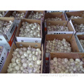 Fresh New Garlic Competitive Price